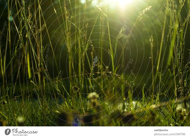 grass Environment Nature Plant Sun Sunlight Summer Climate Climate change Beautiful weather Grass Leaf Foliage plant Garden Park Meadow Good wallroth Grassland