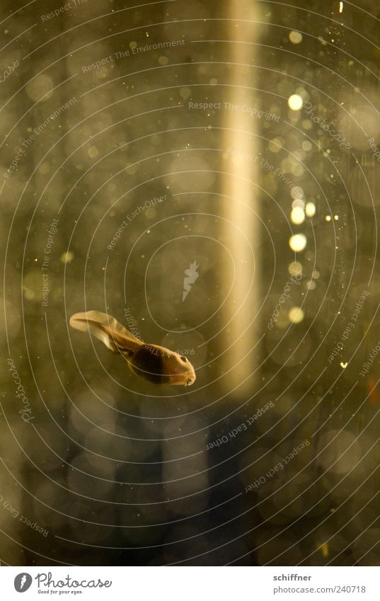 swimming Animal 1 Baby animal Swimming & Bathing Small Funny Water Aquarium Tail fluke Tadpole Loneliness Reflection Gold Air bubble Underwater photo Deserted