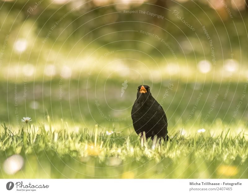 Singing blackbird on the meadow Singer Nature Animal Sun Sunlight Beautiful weather Flower Grass Meadow Wild animal Bird Animal face Wing Blackbird Beak To talk