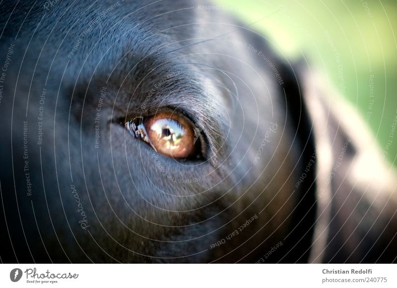 dogeyes Summer Eyes Garden Animal Pet Dog 1 Calm Labrador Weimaraner Colour photo Exterior shot Close-up Macro (Extreme close-up) Day Light Shadow Contrast