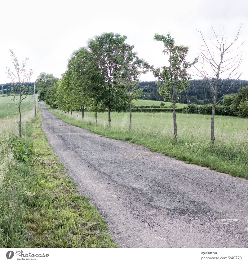 Silent Path Relaxation Calm Trip Far-off places Freedom Environment Nature Landscape Sky Summer Tree Meadow Field Street Lanes & trails Esthetic Loneliness