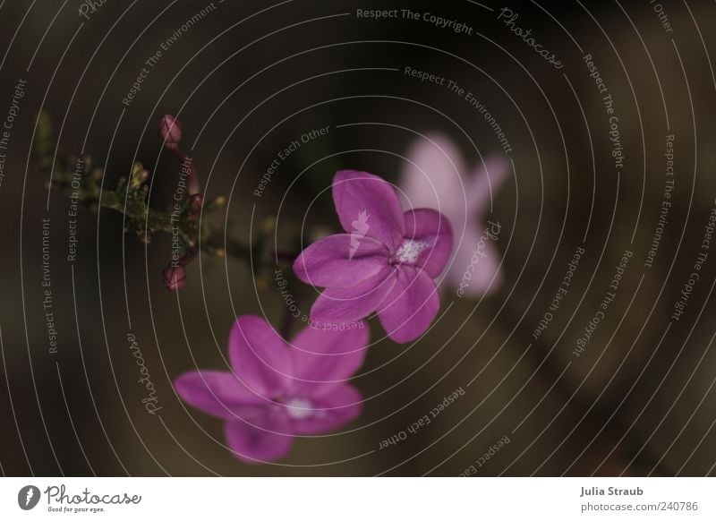 purple Summer Plant Flower Blossom Foliage plant Nature Violet Leaf bud Brown Beige Colour photo Exterior shot Day Blur Bird's-eye view Copy Space top