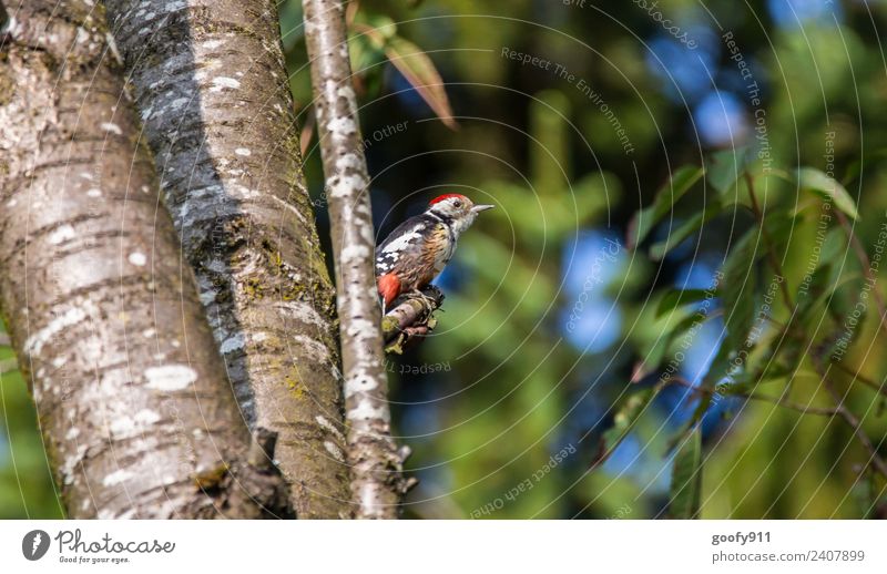 Green Woodpecker III Trip Expedition Sunbathing Environment Nature Landscape Sunlight Spring Beautiful weather Tree Forest Animal Wild animal Bird Animal face