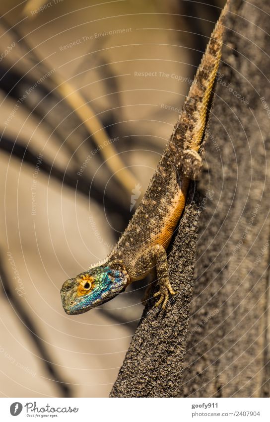 Blue-headed Wagama Vacation & Travel Trip Adventure Safari Expedition Environment Nature Tree Bushes Desert Namibia Africa Animal Wild animal Animal face Scales