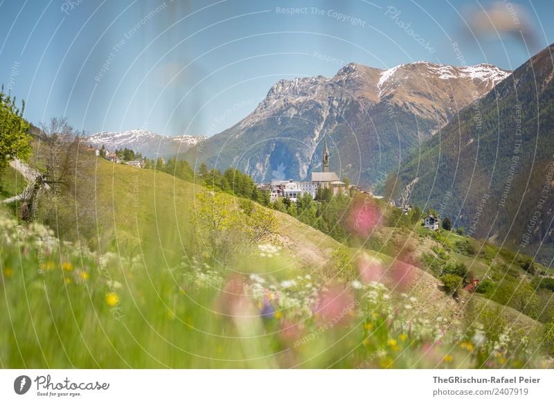 SENT Nature Landscape Blue Green Violet Pink sentinel Engadine Valley Mountain Church spire Meadow Spring Blossoming Mountain meadow Vantage point