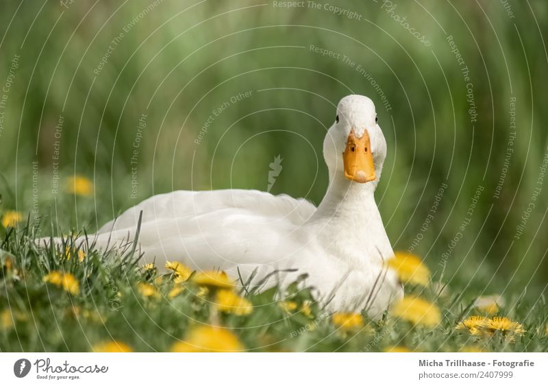 Relaxed white duck Nature Plant Animal Sun Beautiful weather Flower Grass Dandelion Meadow Wild animal Bird Animal face Wing Duck Mallard Beak Eyes Feather 1