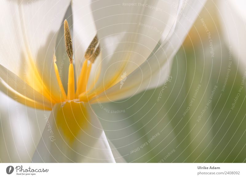 Tulip - Flower pistils Nature Plant Spring Blossom Pistil Tulip blossom Garden Park Blossoming Glittering Illuminate Elegant Fresh Soft Yellow White