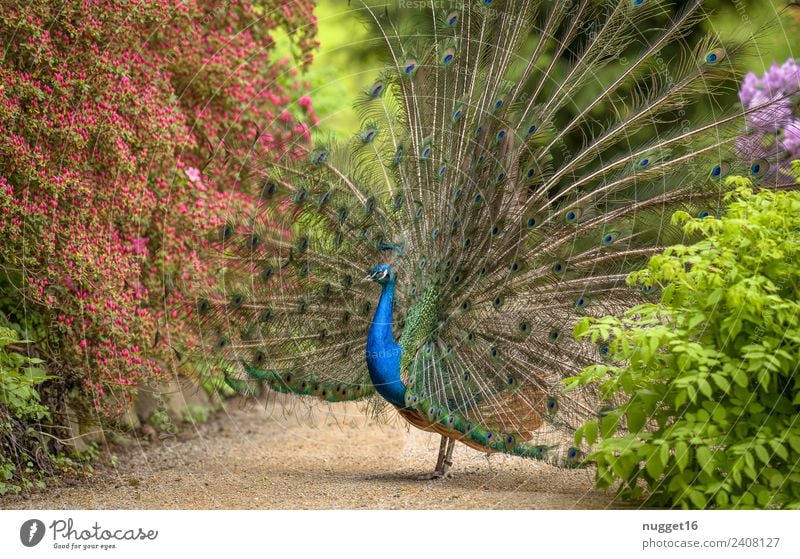 Peacock 3 Environment Nature Plant Animal Spring Summer Autumn Beautiful weather Flower Bushes Blossom Foliage plant Garden Park Meadow Wild animal Bird