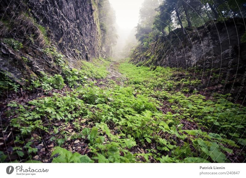 green and wild Mountain Environment Nature Landscape Plant Elements Sky Climate Weather Bad weather Fog Hill Rock Canyon Threat Wet Wild Moody Fear Inspiration