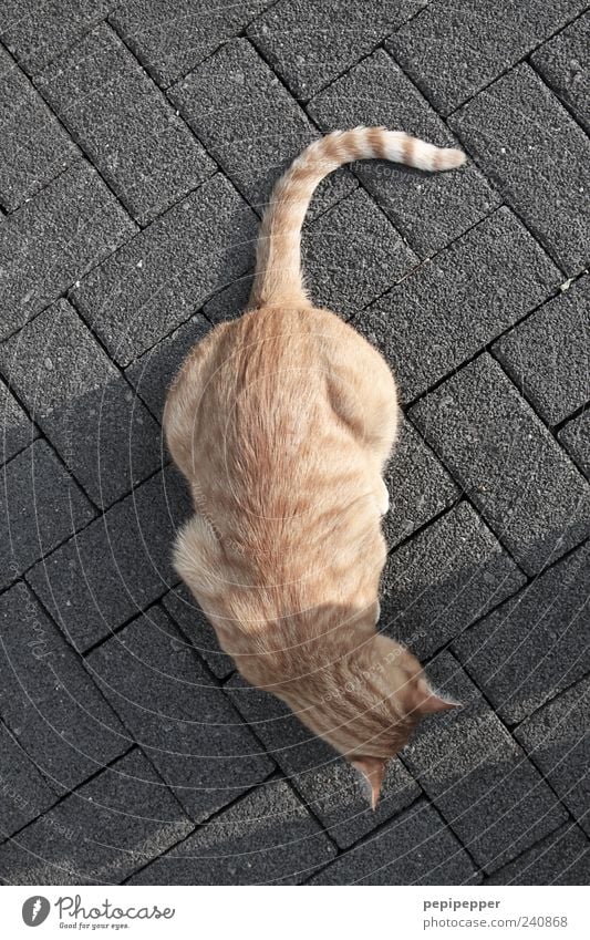 crosswise Pet Cat Pelt 1 Animal Stone Line Stripe Gold Gray Exterior shot Detail Evening Light Shadow Contrast Bird's-eye view Animal portrait Full-length Prowl