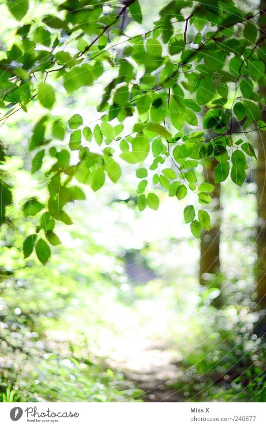 footpath Vacation & Travel Trip Spring Summer Tree Leaf Park Forest Bright Positive Green Beech tree Beech wood Branch Twigs and branches Footpath