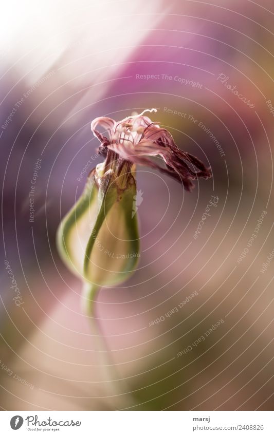 withered beauty Nature Plant Flower Blossom Wild plant White campion Seed Old Faded Violet Sadness Grief Death Fatigue Disappointment Exhaustion End Transience