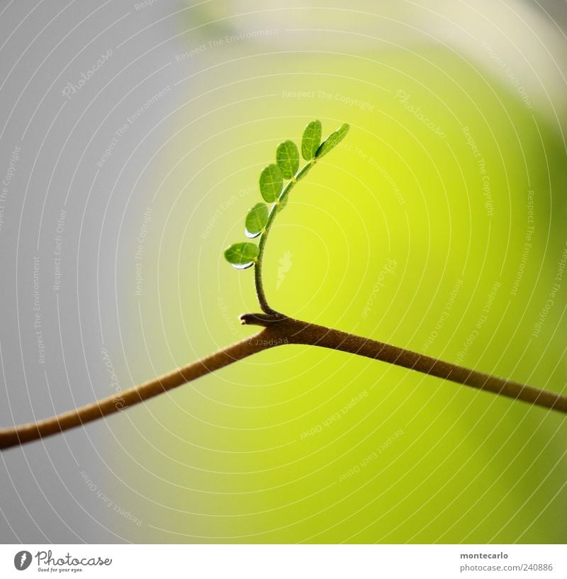 miniature Plant Summer Tree Leaf Foliage plant Exotic Esthetic Colour photo Macro (Extreme close-up) Day Sunlight Twig Light green