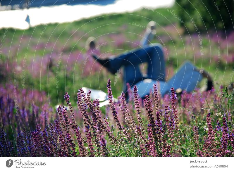 sunken in the country Reading Legs Nature Plant Grass Blossom Park Meadow Prenzlauer Berg Relaxation To enjoy Lie Violet Contentment Safety (feeling of)