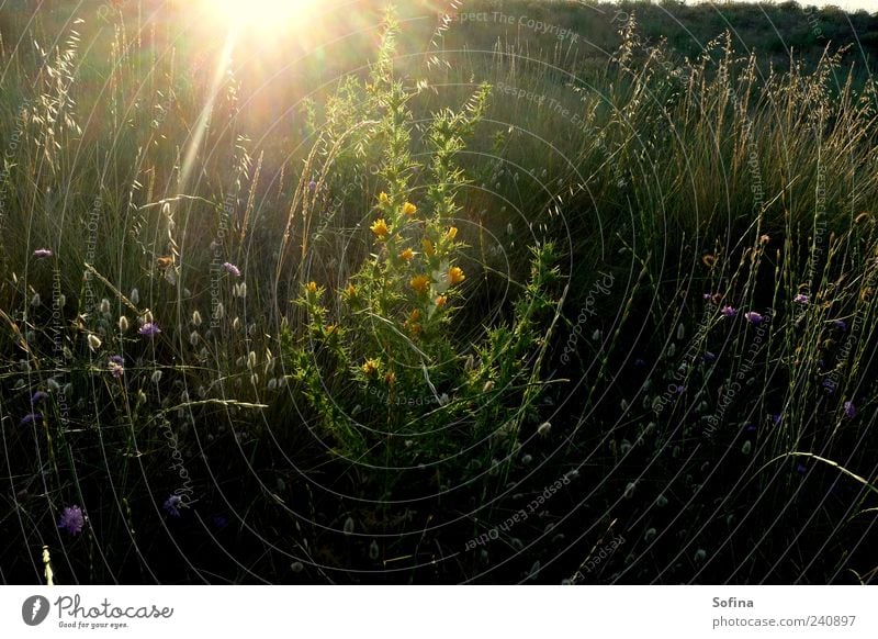 Delicate awakening Garden Nature Summer Grass Bushes Wild plant Meadow Blossoming Illuminate Beautiful Green Moody Contentment Spring fever Colour photo