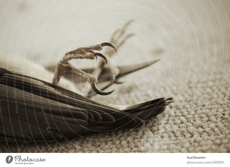 claws Animal Wild animal Dead animal Bird Claw 1 Esthetic Death Colour photo Subdued colour Exterior shot Close-up Neutral Background Day Deep depth of field