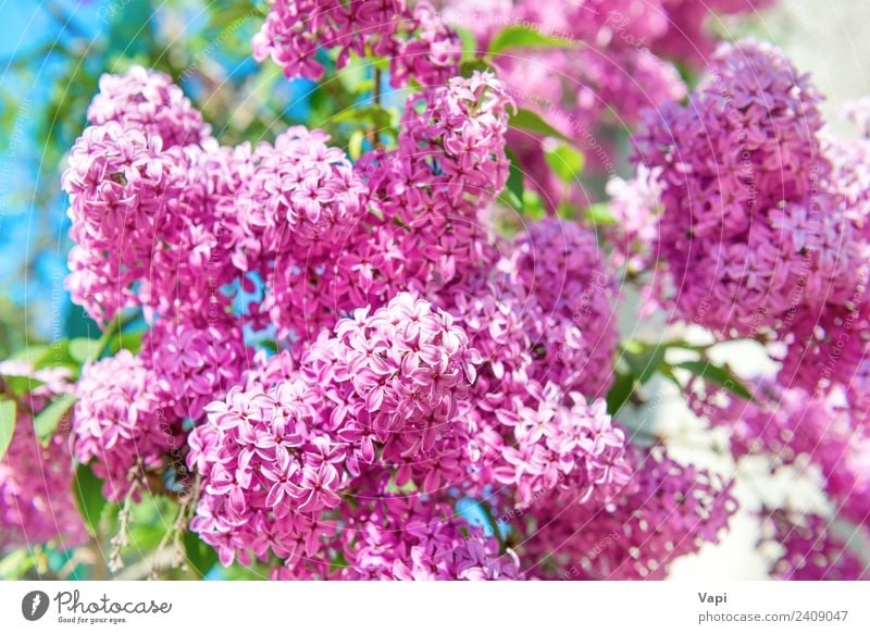 Branch of beautiful purple lilac flowers on the bush Beautiful Summer Garden Decoration Environment Nature Landscape Plant Sunlight Spring Beautiful weather