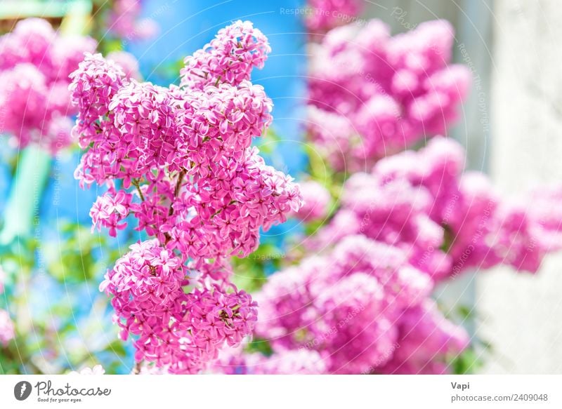 Branch of beautiful purple lilac flowers Beautiful Summer Garden Decoration Nature Landscape Plant Sunlight Spring Beautiful weather Tree Flower Bushes Leaf