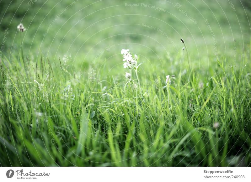 meadow flower Nature Landscape Plant Beautiful weather Grass Blossom Meadow Breathe Blossoming Fragrance Discover Relaxation To enjoy Growth Green White Flower