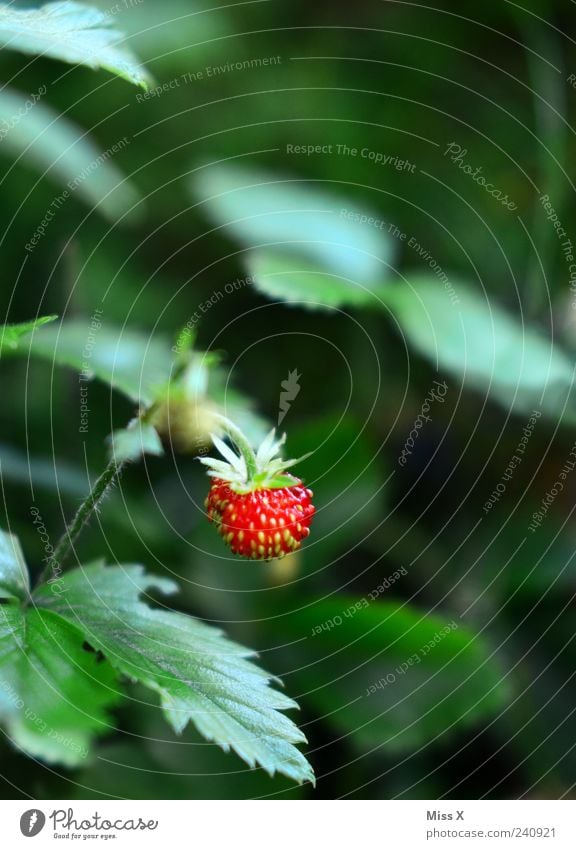 wild strawberry Fruit Summer Plant Bushes Leaf Delicious Green Red Strawberry Wild strawberry Colour photo Multicoloured Exterior shot Close-up Deserted