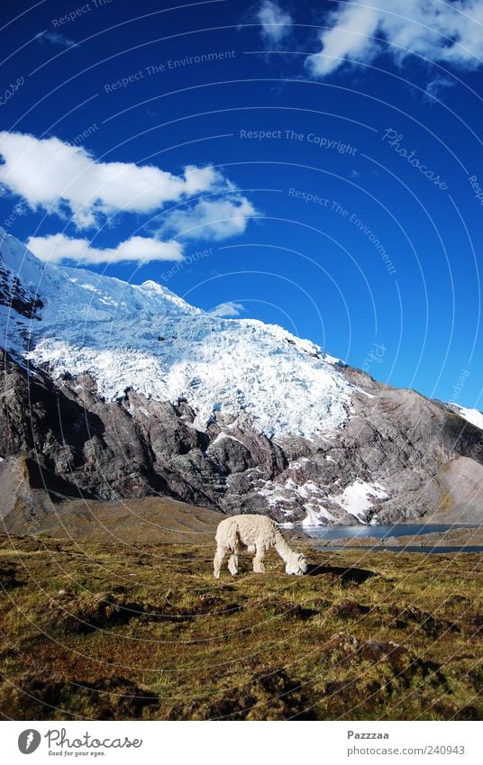 Andes, Alpaca, azure sky Snow Mountain Nature Landscape exit gate Snowcapped peak Glacier Animal Farm animal Pelt alpaca 1 To feed Peru Colour photo