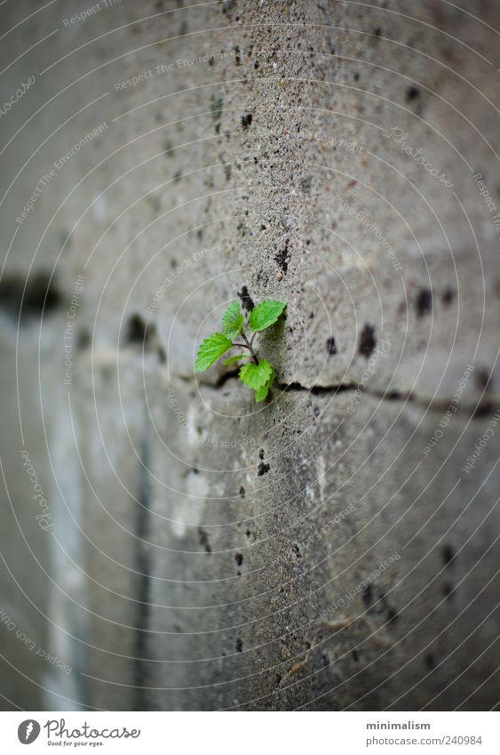 alone. Environment Nature Plant Foliage plant Deserted Manmade structures Wall (barrier) Wall (building) Concrete Exceptional Gray Green Colour photo