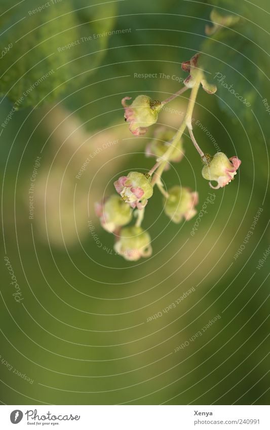 berry embryos Nature Plant Agricultural crop Berry bushes Blossoming Growth Yellow Green Pink jostaberry Spring Colour photo Exterior shot Close-up Deserted