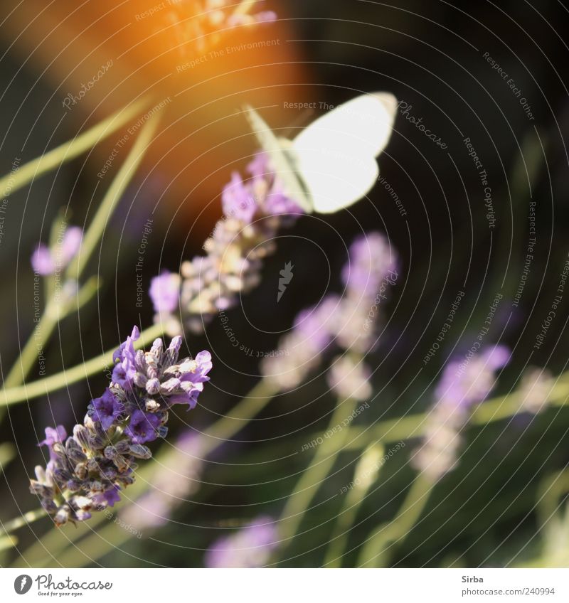 summer birds Lavender Butterfly Esthetic Colour photo Exterior shot Day 1 Blur White Sit Motion blur Deserted