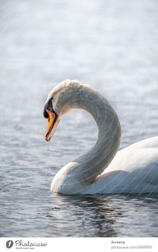 The one with the Blubb.... Nature Plant Animal Water Drops of water Spring Waves Lake Wild animal Bird Swan Animal face 1 Swimming & Bathing Esthetic Orange