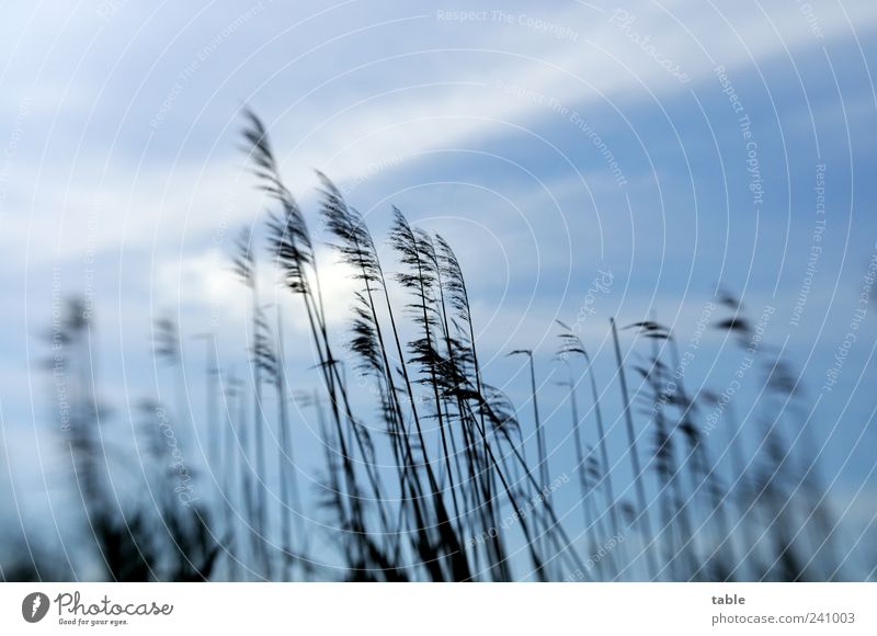 light breeze Environment Nature Plant Air Sky Clouds Summer Autumn Climate Weather Wild plant Common Reed Movement Blue Black Colour photo Exterior shot