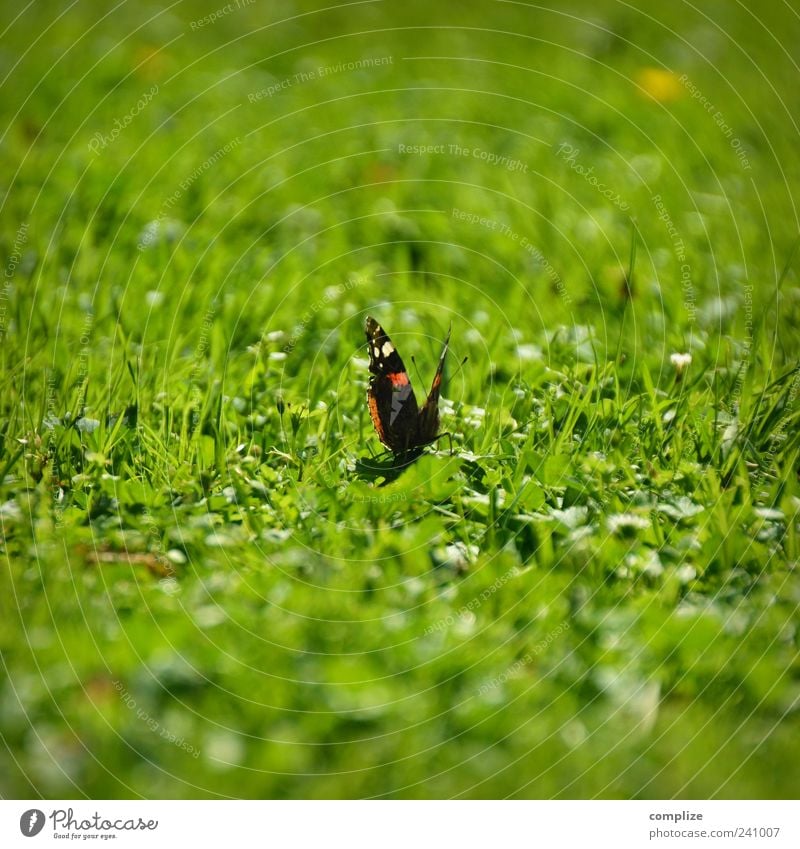 Butterfly in a meadow Environment Nature Plant Animal Spring Summer Grass Meadow 1 Green Sit Colour photo Exterior shot Copy Space top Copy Space bottom Day