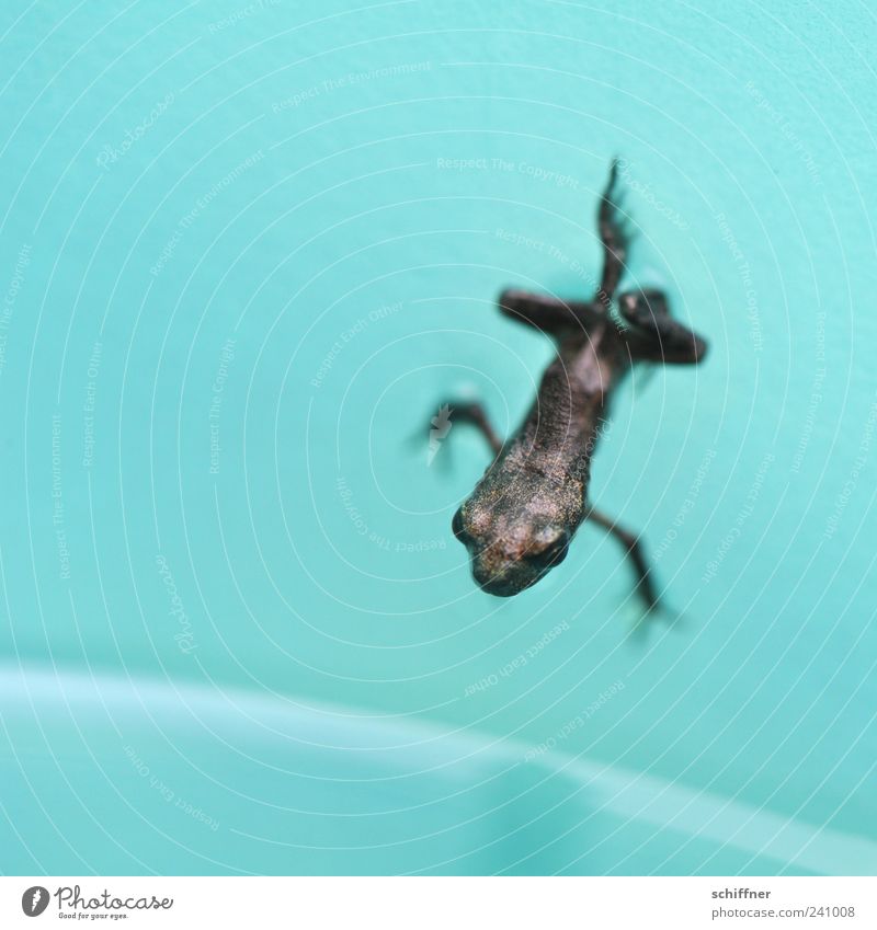 the foot position Animal Frog 1 Baby animal Small Diminutive Animal foot Posture Body tension Turquoise Head Eyes Bent Splay Macro (Extreme close-up) Deserted