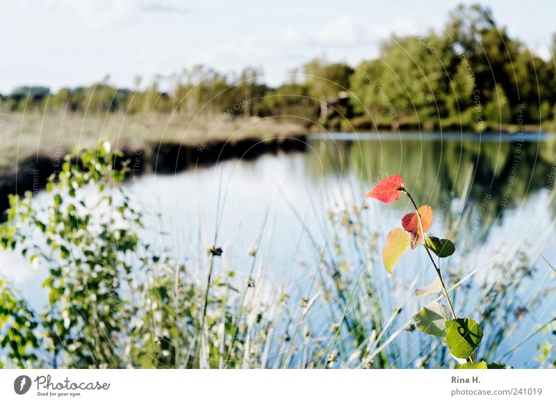 In the sky moor Nature Landscape Plant Autumn Grass Bushes Bog Marsh Lake Illuminate Colour photo Exterior shot Deserted Reflection Shallow depth of field Idyll