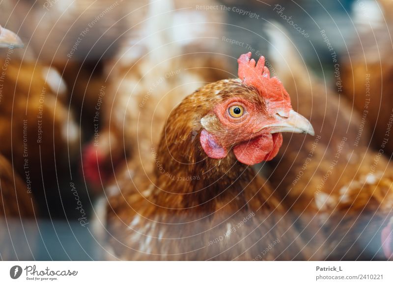 Berta Animal Farm animal Animal face Barn fowl Group of animals Looking Brown Yellow Orange Red Beak Eyes Crest Feather Interest Free-range rearing