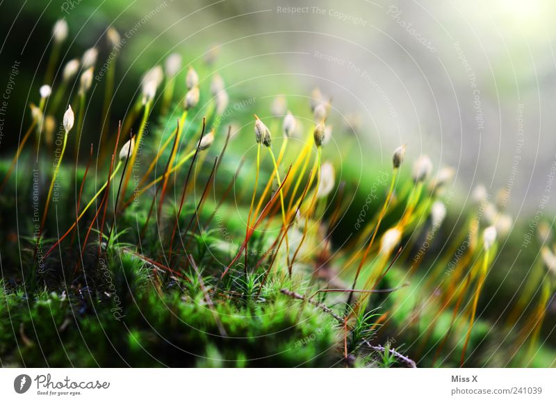 moss Environment Plant Summer Moss Wild plant Growth Wet Green Carpet of moss Seed Colour photo Exterior shot Macro (Extreme close-up) Structures and shapes