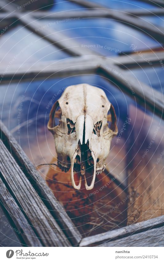 Animal skull over an old window Window Dead animal Bone 1 Wood Glass Crystal Old Authentic Dirty Creepy Broken Natural Curiosity Crazy Wild Blue Brown Chaos