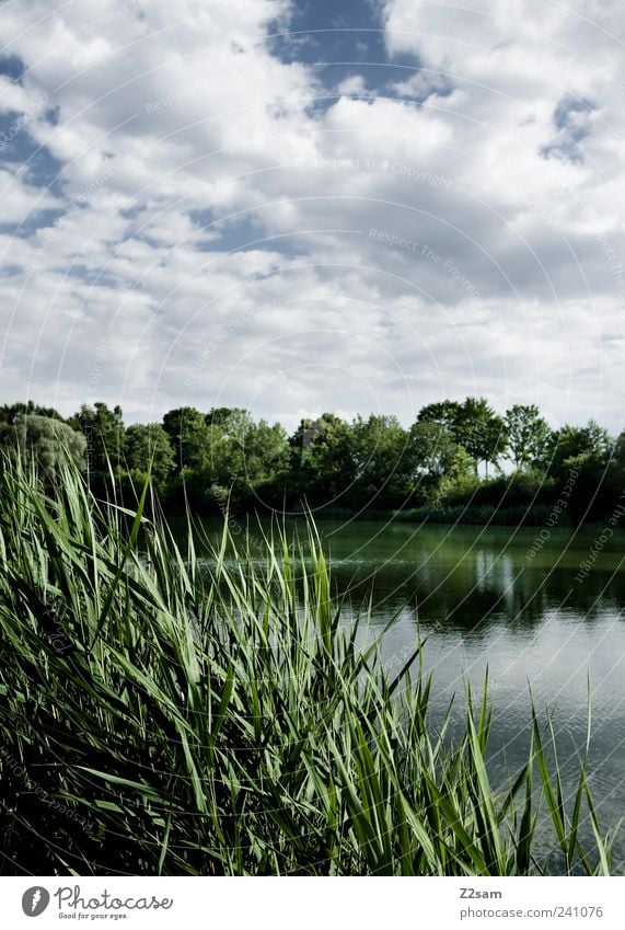 Day at the lake Lifestyle Nature Landscape Sky Clouds Storm clouds Summer Plant Common Reed Lakeside Esthetic Dark Blue Green Loneliness Relaxation