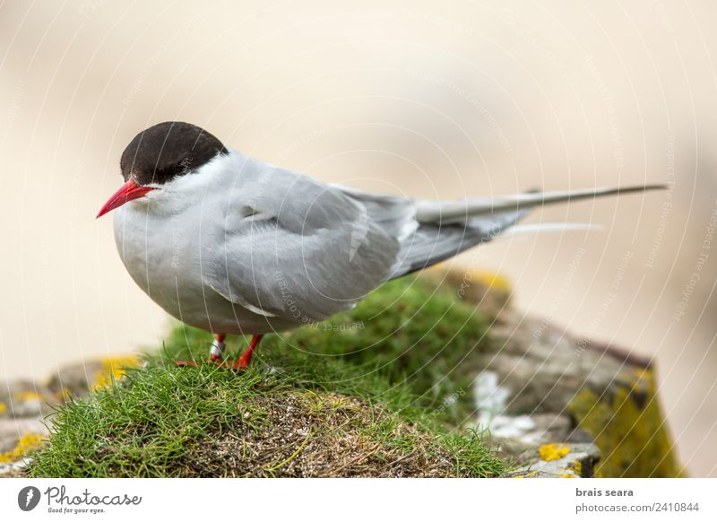 Arctic Tern Education Science & Research Biology Biologist Ornithology Environment Nature Animal Coast Tourist Attraction Wild animal Bird Arctic tern 1 Flying