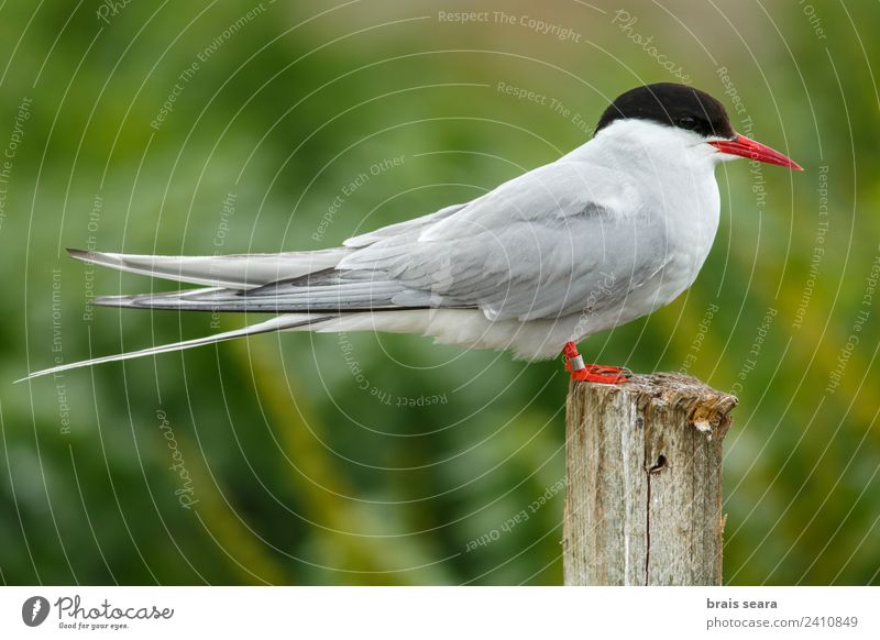 Arctic Tern Science & Research Biology Biologist Ornithology Environment Nature Animal Earth Coast Wild animal Bird 1 Wood Free Love of animals