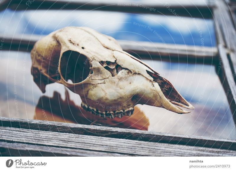 Wild animal skull over an old window Nature Animal Sky Window Dead animal Sheep Deer Animal skull Bone 1 Wood Glass Crystal Old Dirty Dark Creepy Natural Chaos