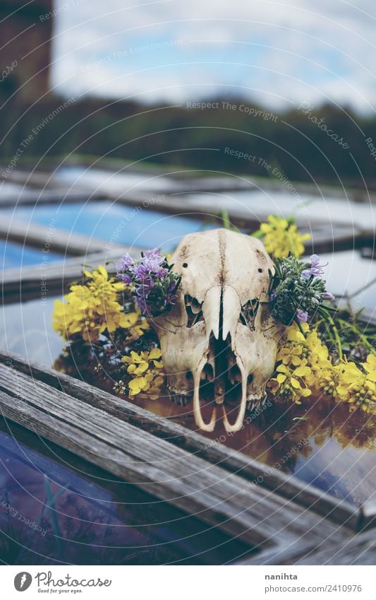 Animal skull with flowers over an old window Style Design Hallowe'en Environment Nature Flower Wild plant Window Wild animal Dead animal Bone 1 Wood Glass