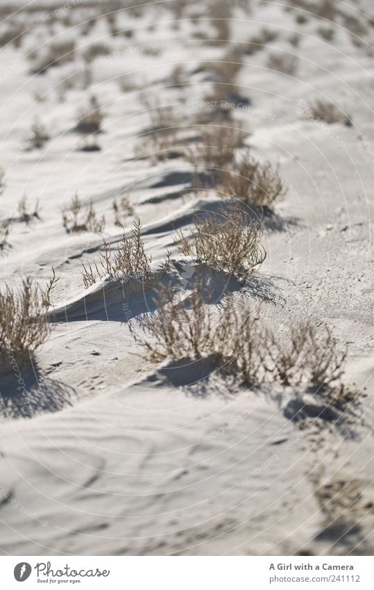 Spiekeroog l Brokeback Mountain Beach Ocean Environment Nature Landscape Plant Sand Summer Climate Beautiful weather Grass Hill Coast Desert To dry up Growth