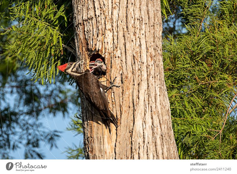 Pileated woodpecker bird Dryocopus pileatus chicks Baby Tree Animal Wild animal Bird 3 Baby animal Wood Brown Green Red Chick beg for food begging Woodpecker