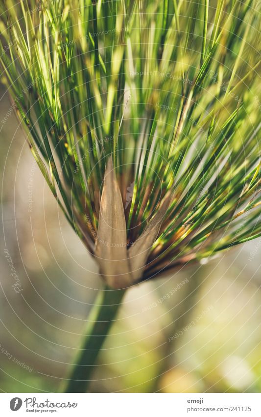 green Nature Plant Grass Fresh Green Blade of grass Stalk Colour photo Exterior shot Close-up Detail Macro (Extreme close-up) Copy Space bottom Sunlight