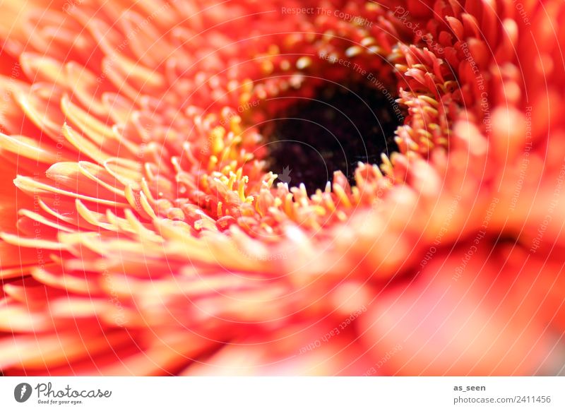 Inner flower of a Gerbera Exotic Life Environment Nature Plant Spring Flower Blossom Blossom leave Flowering plant Blossoming Illuminate Eroticism Near Modern