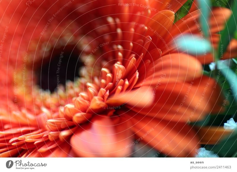 Orange Gerbera Style Design Exotic Life Garden Feasts & Celebrations Environment Nature Plant Spring Summer Flower Leaf Blossom Blossom leave Blossoming