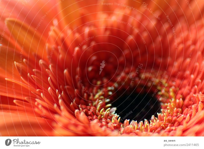 gerbera Exotic Life Garden Environment Nature Plant Spring Summer Flower Blossom Gerbera Blossom leave Blossoming Illuminate Esthetic Exceptional Eroticism Near