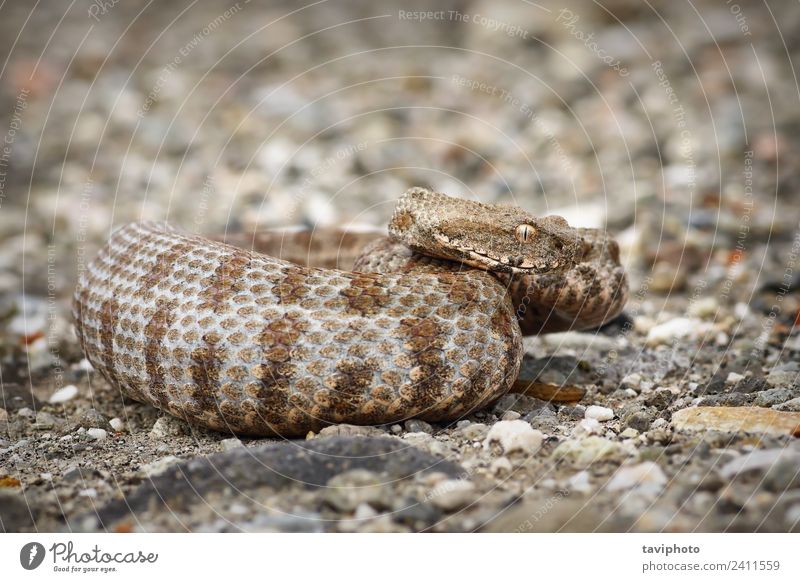 beautiful Milos viper Environment Nature Animal Snake Large Natural Wild Red Dangerous IUCN schweizeri venomous Viper vipera macrovipera lebetina head danger