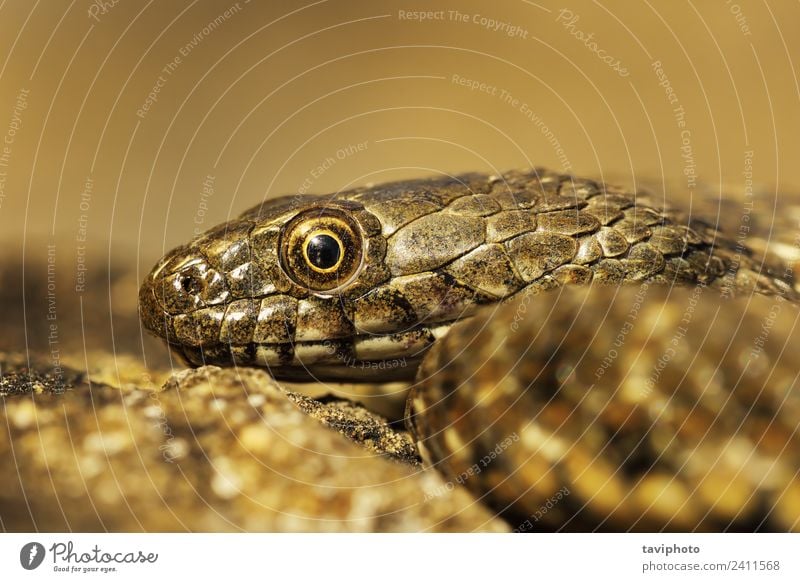 juvenile dice snake portrait Skin Nature Animal Snake Thin Wet Natural Wild Brown Gray Green Fear Dangerous Colour Reptiles natrix tessellata wildlife