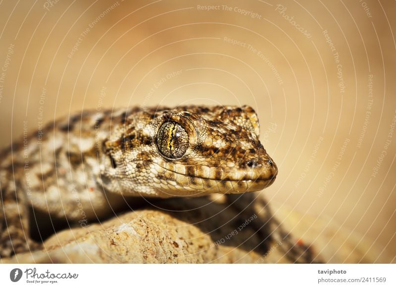 Kotschy's Naked-toed Gecko, portrait Skin Environment Nature Landscape Rock Pet Small Natural Cute Wild Brown Red Colour naked-toed mediodactylus kotschyi